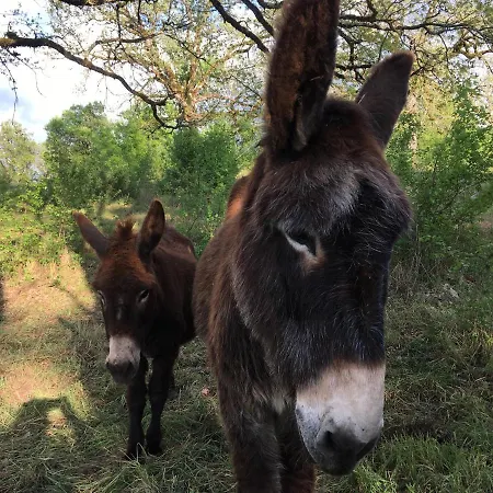 Oda ve Kahvaltı Des 3 Anes Blars