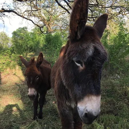 Des 3 Anes Отель типа 