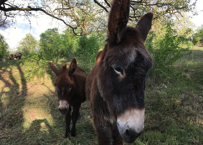 Des 3 Anes Bed and Breakfast 4*